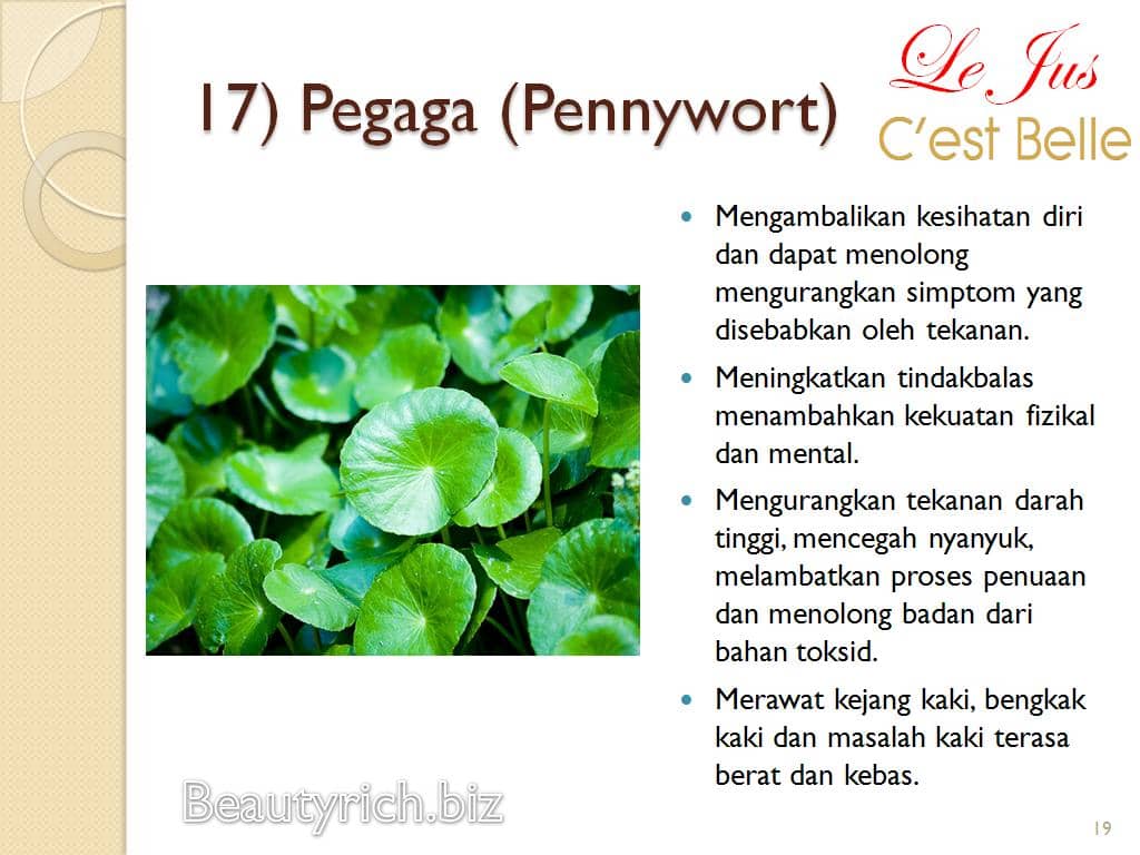 Pegaga